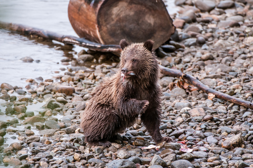 Grizzly bear cub