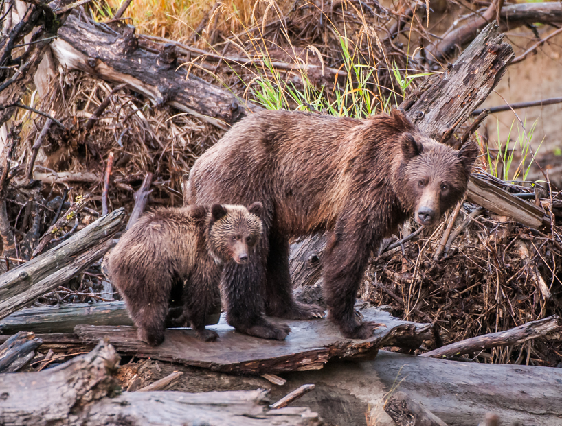 Grizzly bear sow and cub in Great Bear Rainforest