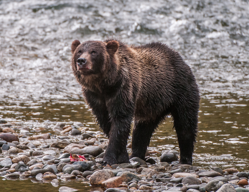 Grizzly bear