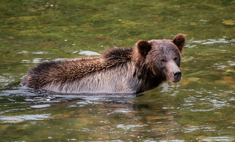 Grizzly bear