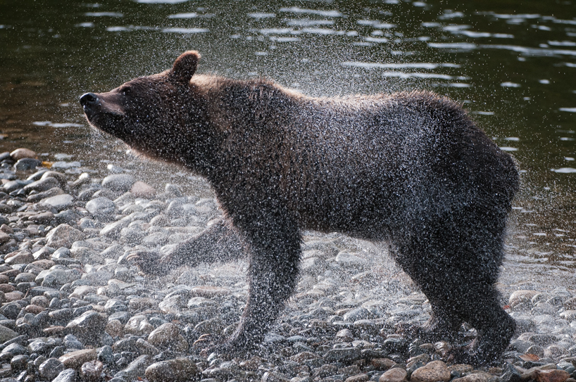 Grizzly bear shaking off water