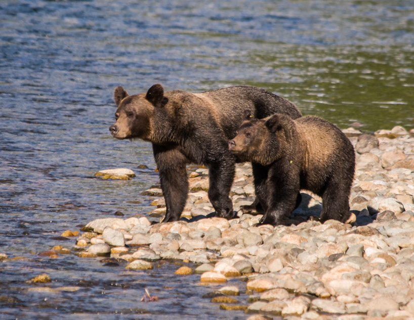 Grizzly bear sow and cub