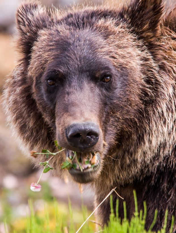 Grizzly bear