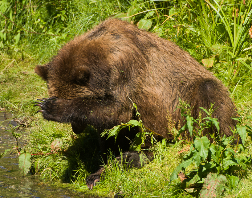 Grizzly bear