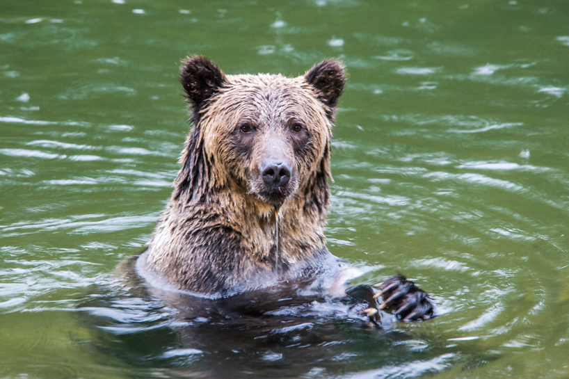 Grizzly bear with salmon in rainforest