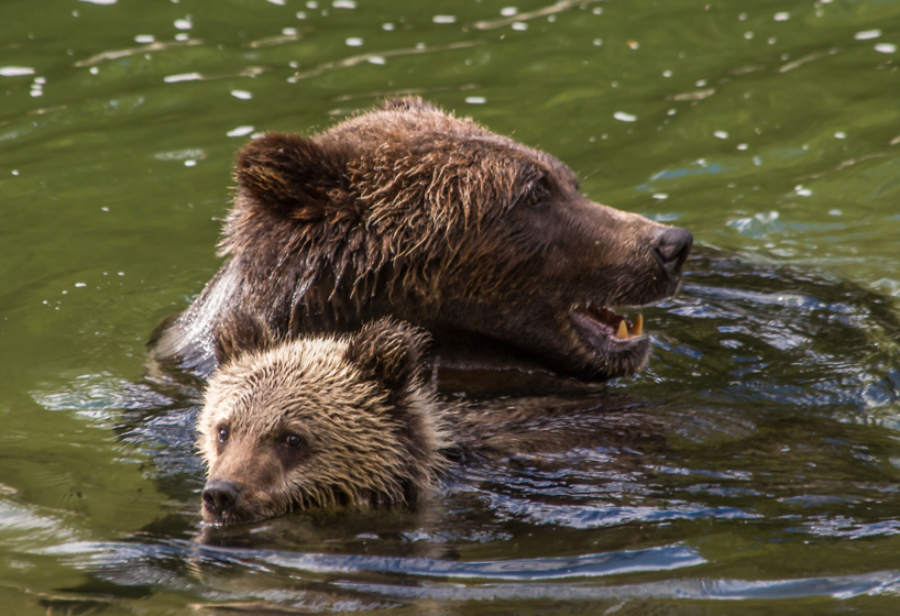Grizzly bear sow teaches cub to fish