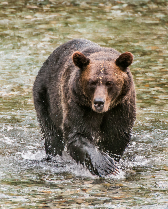 Grizzly bear