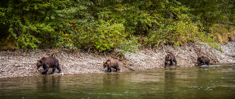Four grizzly bears along a creek in the rainforest