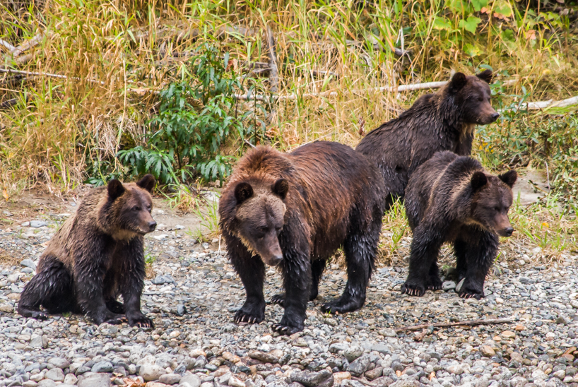 Grizzly bear family of 4