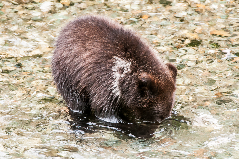 Grizzly bear cub
