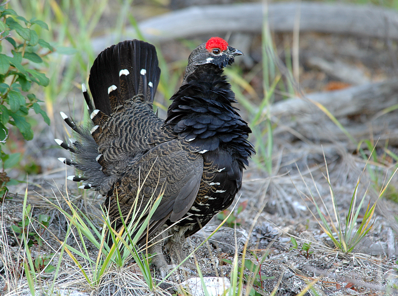 Displaying male blue grouse