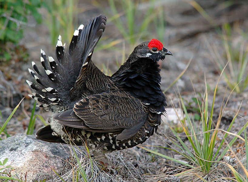 Displaying male blue grouse
