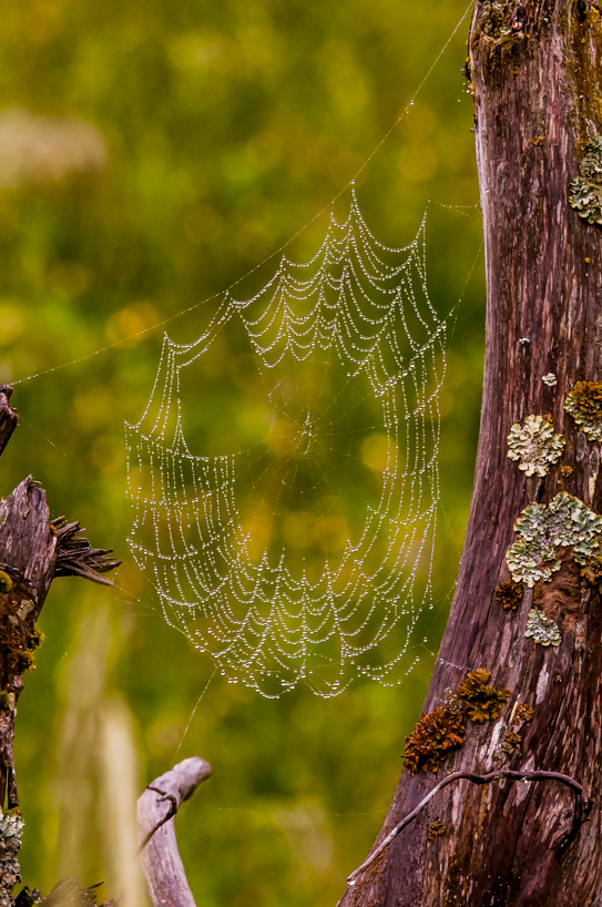 Dewy Spider Web