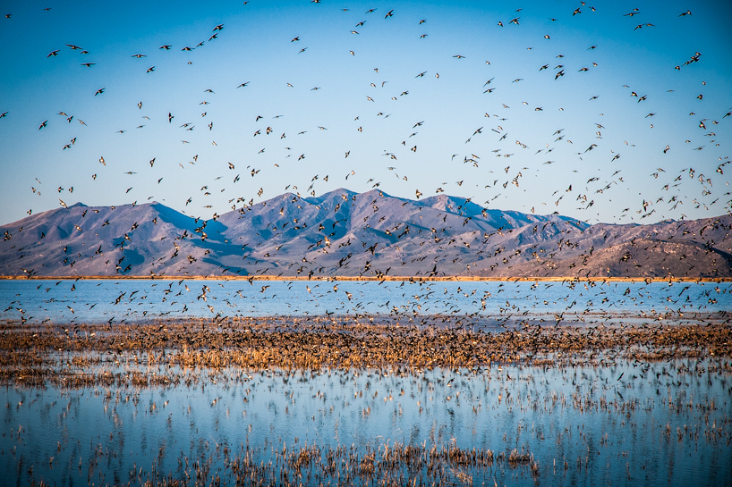 Migrating Swallows, Utah