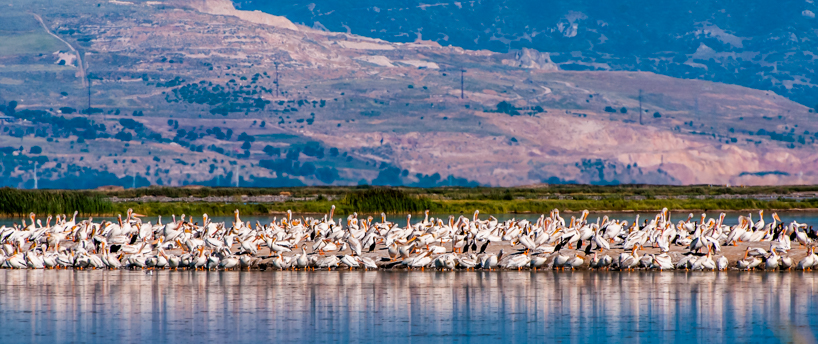 Flock of Pelicans, Bear River Migratory Bird Refuge