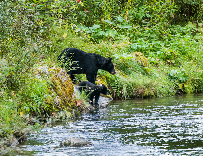 Black Bear Mom and Cub Fishing, Tongass National Forest, Alaska