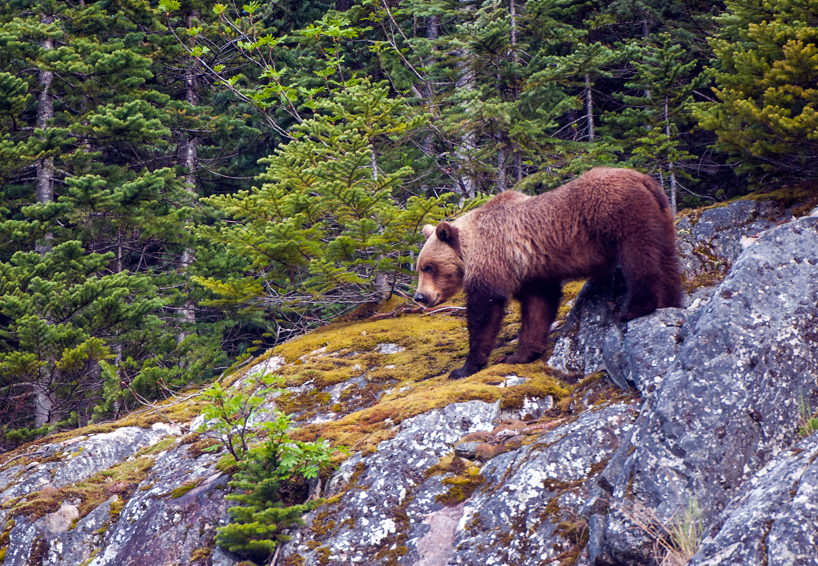 Grizzly bear on moss covered rocks