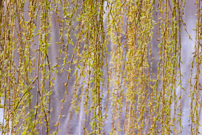 Willow Branches in Spring