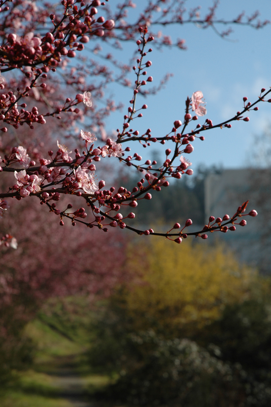 Blossoming cherry trees above a footpath