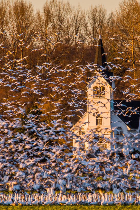Snow geese taking to the sky in front of Conway, WA church