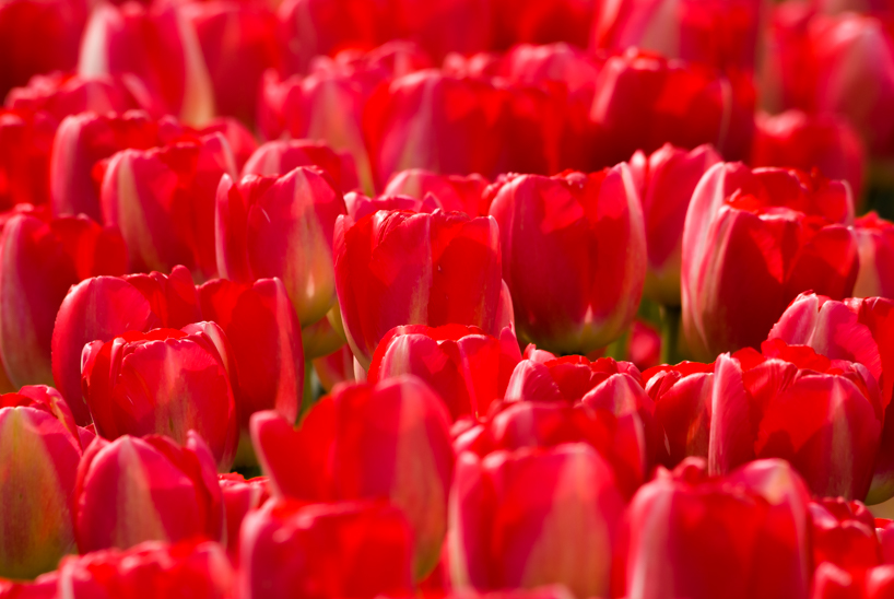 Candy-caned Tulips