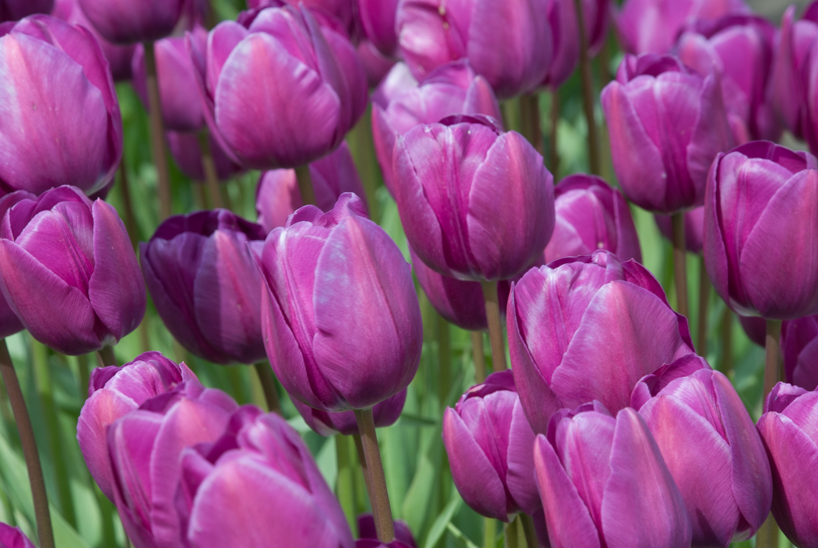 Closeup of Purple Tulips