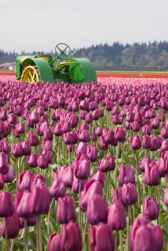 Farming Equipment and Tulips