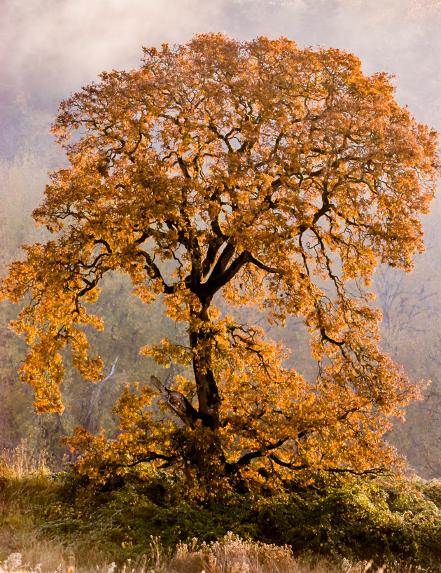 Massive oak tree, Ridgefield Wildlife Refuge, wA
