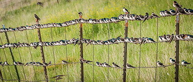 flock of swallows on barbed wire fence