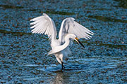 Snowy egret dancing on water