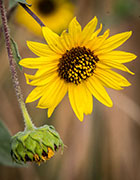 wild sunflowers