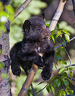 black bear cub sitting on branch