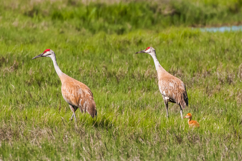 Sandhill crane with chick