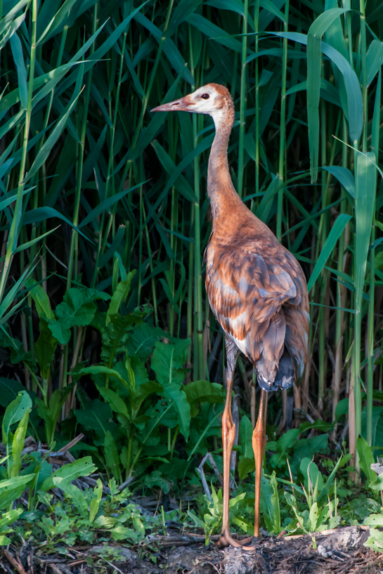 Juvenile sandhill crane