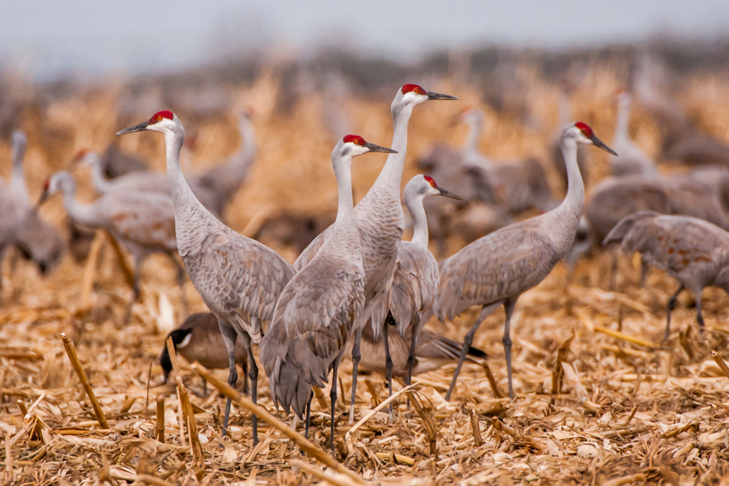 Sandhill cranes mating dance