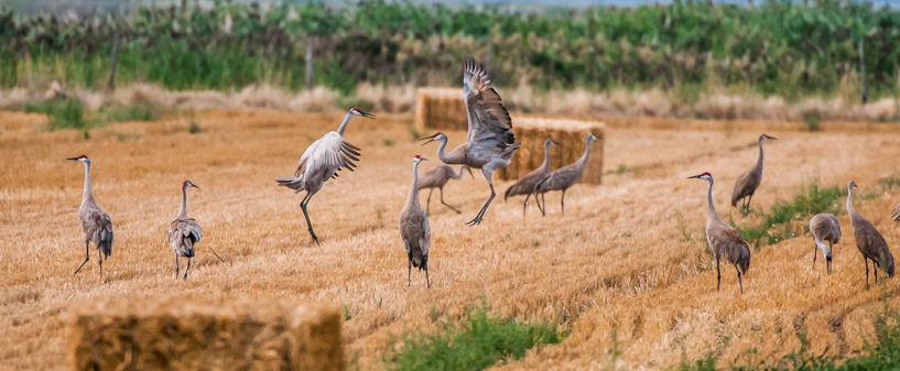 Flock of sandhill cranes