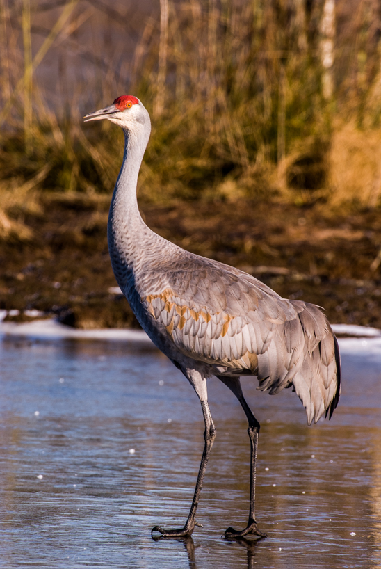 Sandhill crane on iced over pond