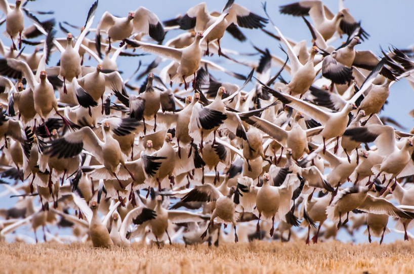 Snow geese migration, Freezout Lake, Montana