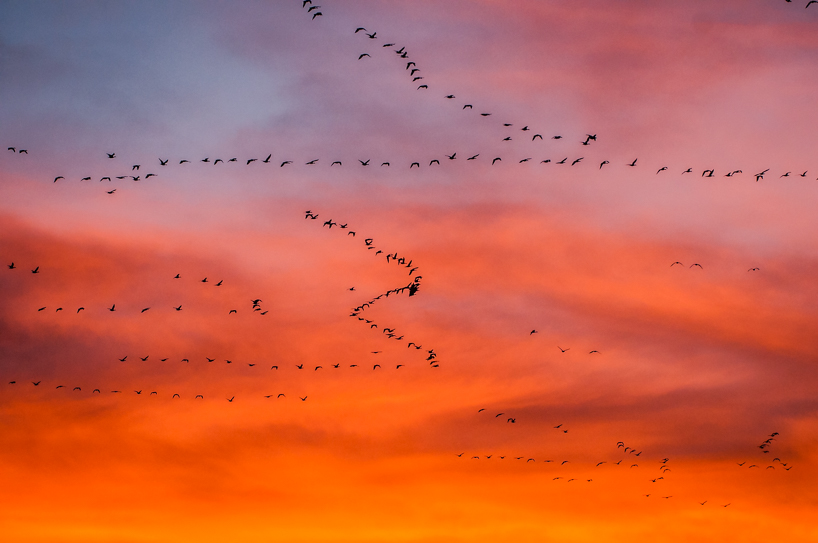 Freezout Lake sunrise with Migrating Snow Geese, Montana 