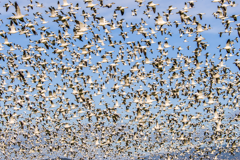 Snow Geese Migration, Skagit County, Washington