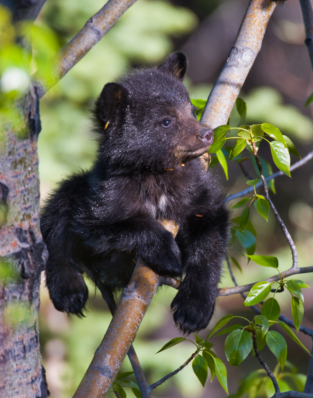 A black bear cub hangs out on a branch, waiting for its siblings to wake up and romp some more.