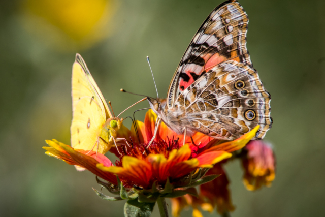 Painted Lady and Clouded Sulphur Butterflies on Indian Blanket Flowe