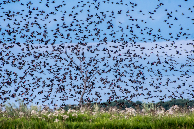Blackbirds flocking up in late summer, South Dakota