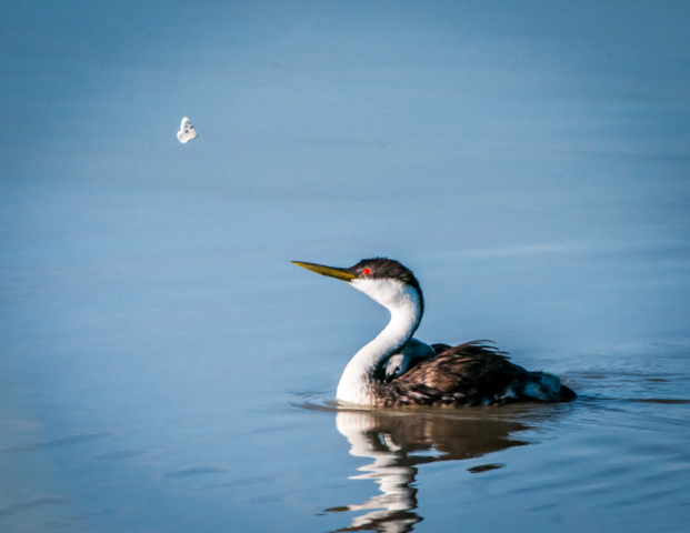 A western grebe with a chick on its back watches a tiny butterfly.