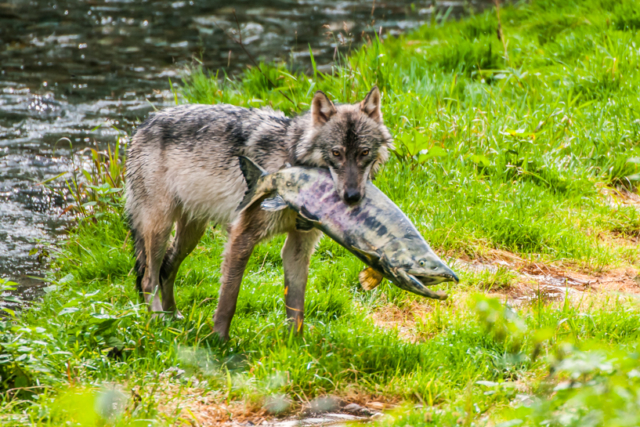 A rare image of a wolf with a freshly caught chum salmon, photographed at Fish Creek near Hyder, Alaska.