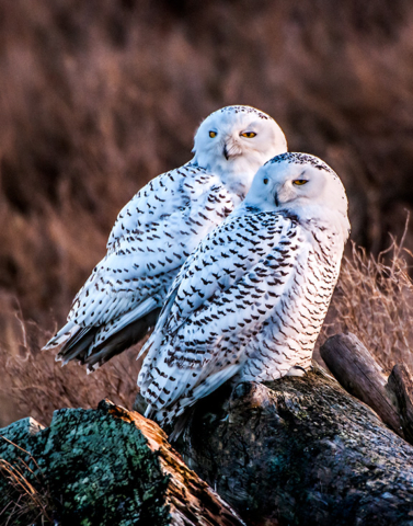 Two snowy owls spend the winter in the Pacific Northwest as part of an irruption.