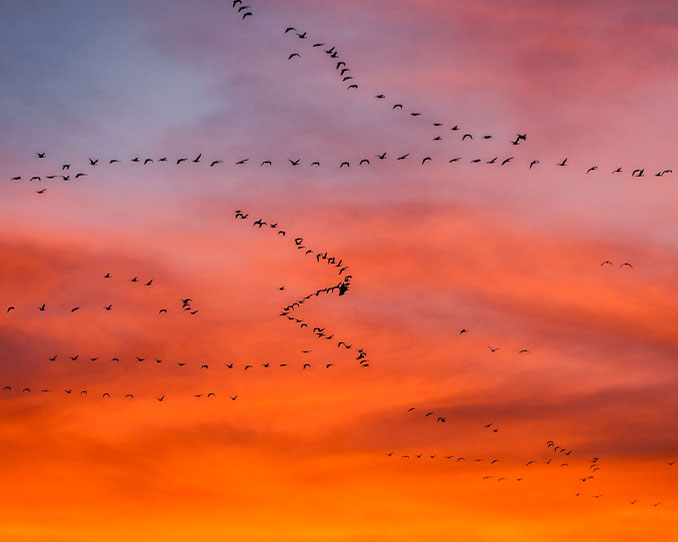 Large flock of snow geese at dawn at Freezout Lake, Montana