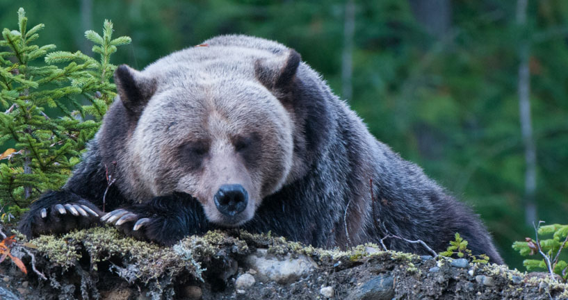 A sleepy grizzly bear takes a nap in between fishing for spawning salmon just before heading up to the mountains to hibernate.
