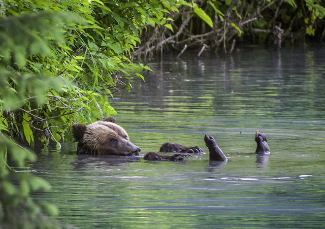 Spa Day! A grizzly bear relaxes in a quiet lagoon on a hot summer's day.