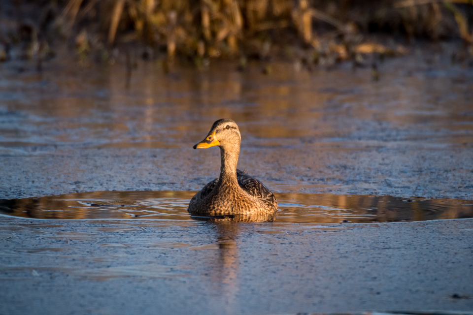 A female mallard duck contemplates her next move when she lands in a small opening in the ice. How does she get out?